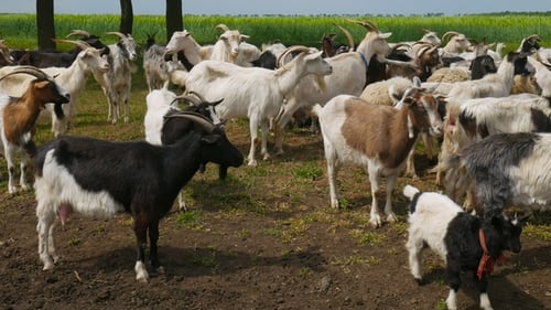 Farm Animals Goat
