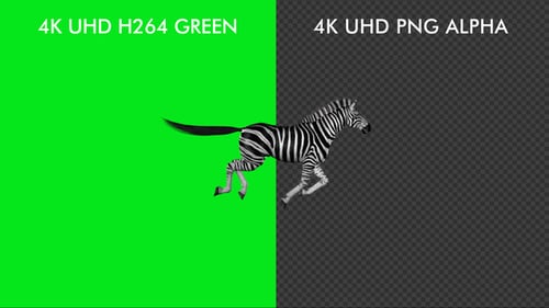Horse Passing Screen - Zebra - 4K