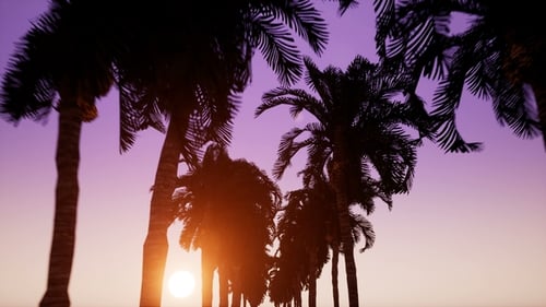 Movement Along the Alley of Palm Trees in the Background