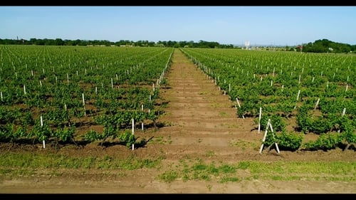 Vue aérienne du champ de raisin en été.