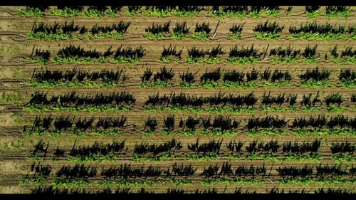 Aerial View of Grape Field in Summer. Top View.