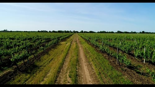 Aerial View of Grape Field in Summer. Road Between the Grapes Fields