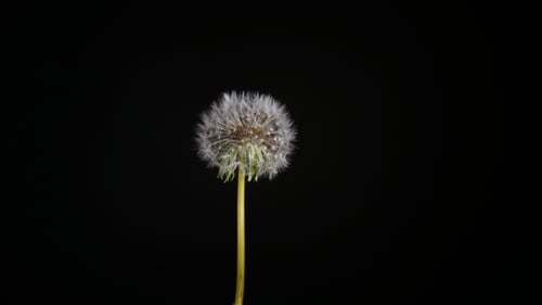 Blüten des Löwenzahns öffnen