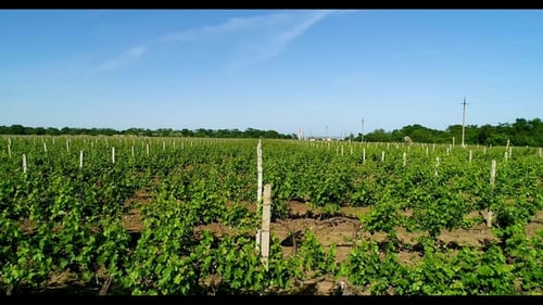 Aerial View of Grape Field in Summer.