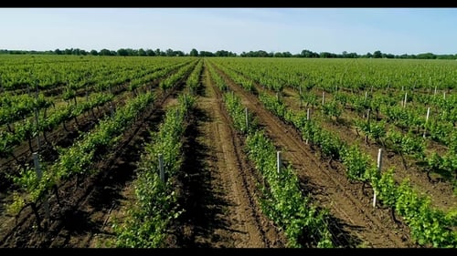 Aerial View of Grape Field in Summer