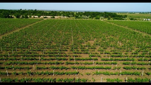 Vue aérienne du champ de raisin en été