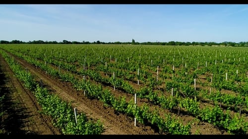 Aerial View of Grape Field in Summer