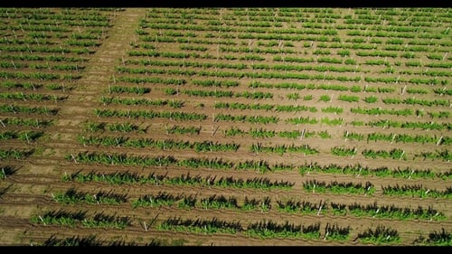 Aerial View of Grape Field in Summer.
