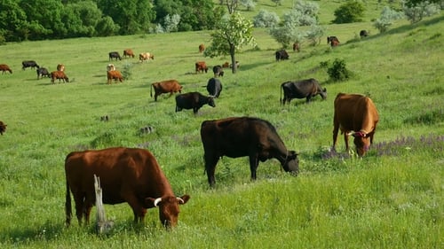 Cows