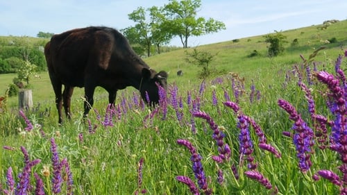Cows