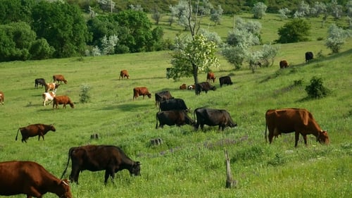 Cows Grazing Peacefully on a Green Grassy Meadow