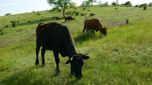Cows Grazing in Green Pasture on Sunny Day