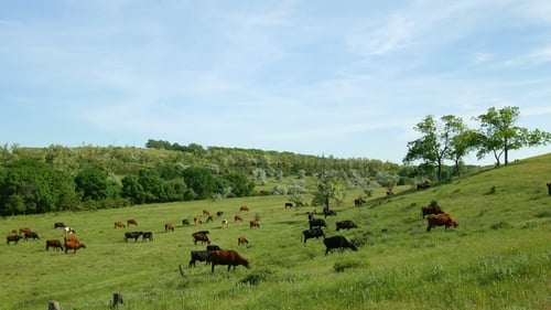 Cattle Grazing on Green Hillside