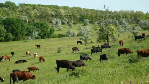 Cows Grazing Peacefully on Green Rural Pasture