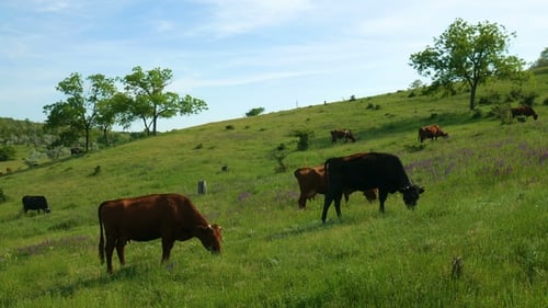 Cows Grazing on Lush Green Hillside