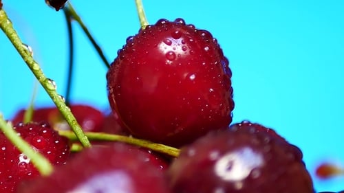 Ripe Juicy Dark Red Cherry with Drops of Water