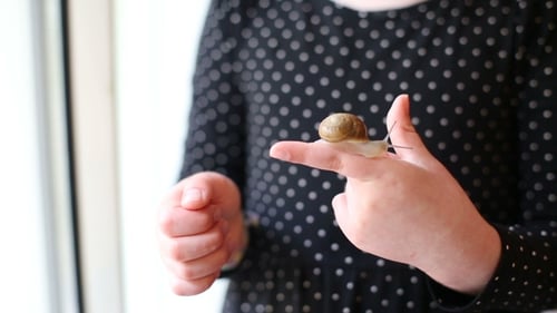 Child Holds Snail on Finger Indoors