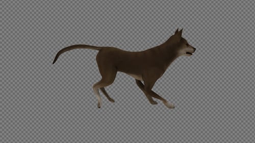 The Brown Dog Run Pack 3 In 1