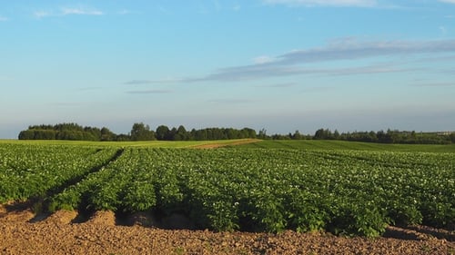 Green Potato Field. Dolly Shoot