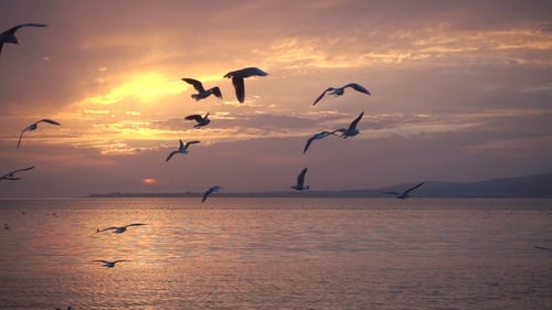 240 Fps. Vögel fliegen gegen den wunderschönen Sonnenuntergang.