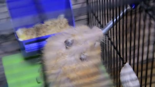 Hamster Drinking Water in Cage Close Up