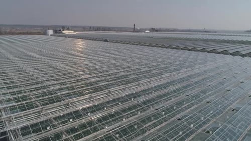 Flying Over Glass Greenhouses Growing Plants in Large Industrial Greenhouses View From a Height