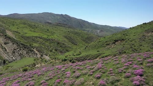 Vaches paissant sur la colline