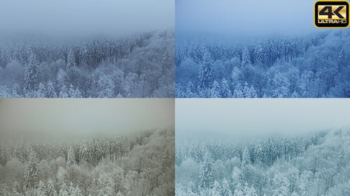 Fliegen auf Wolken und Nebel über verschneiten Kiefernwäldern