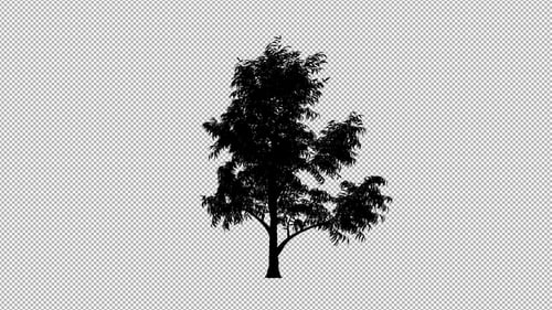Animated Swaying Tree Silhouette