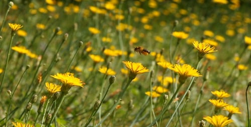 Beschäftigte Bienen