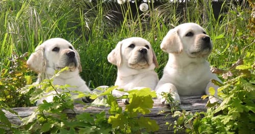 Yellow Labrador Retriever, Puppies in the Vegetation, Normandy in France, Slow Motion 4K