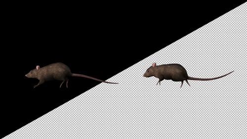 3D Animated Rat Walking on Transparent Background