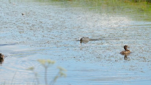 Coot Mallar duck and chicken duck swimming