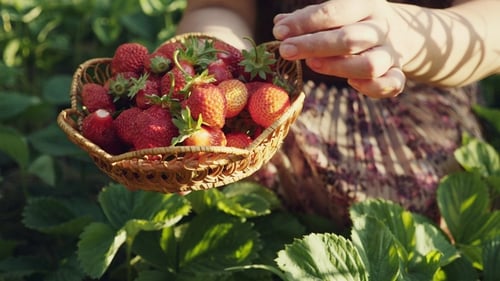 Woman Hands Picking Strawberry