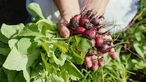 Fresh Organic Bunch of Radishes Crop From the Kitchen Garden