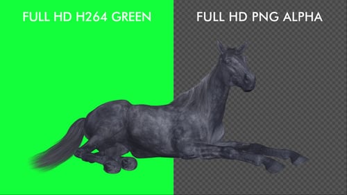 Horse - Black - Laying Loop