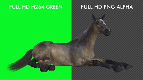 Horse - Grulla - Laying Loop
