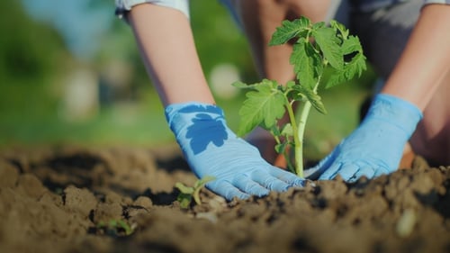Woman Plants Seedling in Garden on Sunny Day