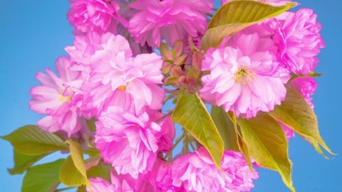 Pink Sakura Tree Flowers