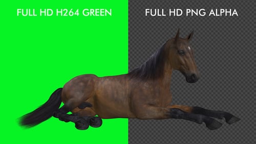 Horse - Bay - Laying Loop