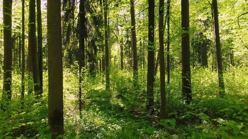 Flying Between the Trees in the Spring Forest.