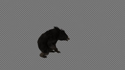 Black Bear Roaring Animated 3D with Alpha Channel
