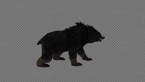 Angry Black Bear Roaring 3D Animation