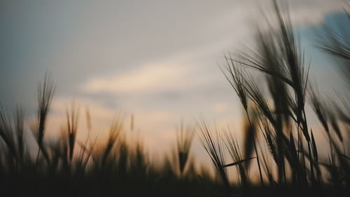 Wheat Slightly Moved By the Air Breeze in Blue Hour. Silhouette on the Late Evening Sunset Sky Light