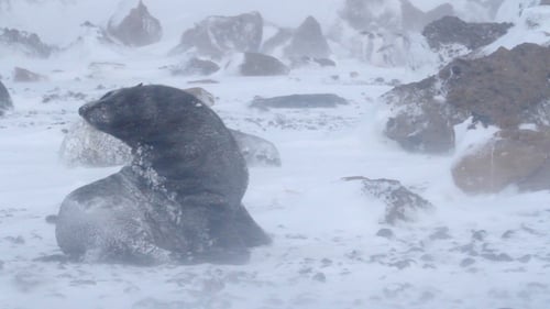 El lobo marino del sur en tormenta