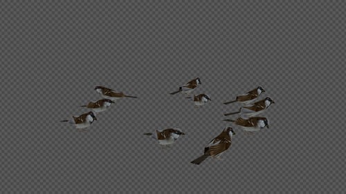 Bird School Crowd Sparrow Flock Idle Pack 4In1