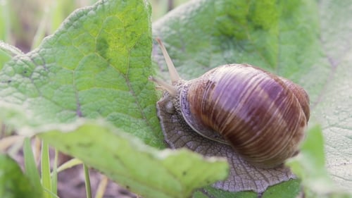 Grape Snail in Nature