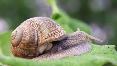 Grape Snail in Nature.