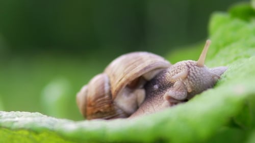 Close Up of Snail on Green Leaf