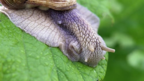 Grape Snail in Nature